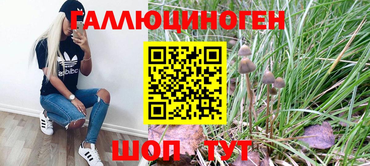 Искитим  Псилоцибиновые грибы Psilocybe  Вход с VPN 